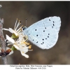 celastrina argiolus male3